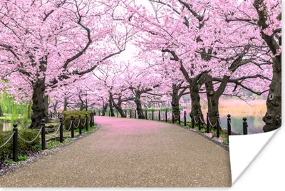 Produktbild von MuchoWow® Poster Sakura - Frühling - Japan 120x80 cm - Bilder