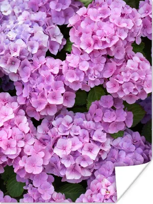 Produktbild von MuchoWow® Poster Blumen - Hortensie - Strauch - Rosa - Blütenblätter 30x40 cm - Wandplakat - Poster Kinderzimmer