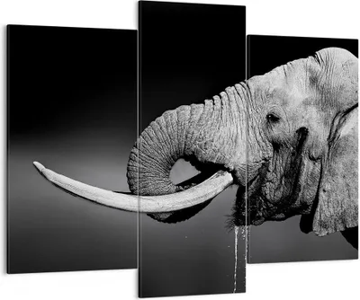 Produktbild von Bild auf Leinwand - Leinwandbild - Elefant Stoßzahn Natur - 130x100cm - Wand Bild - Wanddeko - Leinwanddruck - Bilder - Kunstdruck - Wanddekoration - Leinwand bilder - Wandkunst - CB130x100-3443