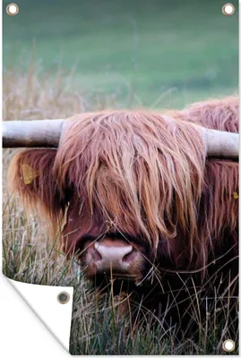 Produktbild von MuchoWow® 40x60 cm Outdoor-Poster Gartendeko Sichtschutz Garten Poster für den Garten  Schottischer Highlander - Hörner - Gras