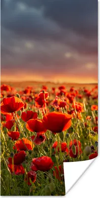 Produktbild von MuchoWow® Poster Sonnenuntergang über einem Feld von Mohnblumen 20x40 cm - Plakat - Foto