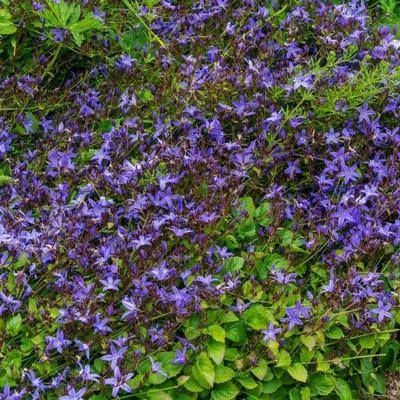 Produktbild von Polster-Glockenblume Campanula poscharskyana 24 Pflanzen 10-25cm Ø9cm winterhart