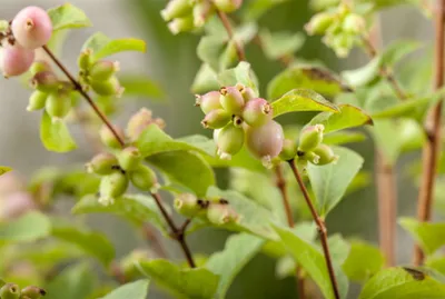 Produktbild von Symphoricarpos chenaultii 'Hancock', Purpurbeere, ca. 9x9 cm Topf