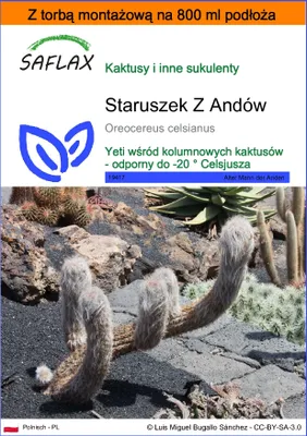 Zdjęcie produktu dla SAFLAX - Garden in the bag - Staruszek Z Andów - 40 Nasiona - Z podłożem uprawowym w praktycznej, samorozkładającej się torbie - Oreocereus celsianus