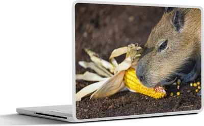 Produktbild von MuchoWow® Laptop Aufkleber Sticker Cover Eine Nahaufnahme eines Wasserschweins beim Fressen 25x18 cm - Laptop-Deko