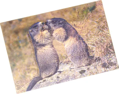 Produktbild von 3D Postkarte Murmeltiere
