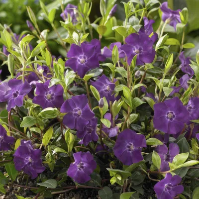 Produktbild von Vinca minor 'Atropurpurea' 48 Pflanzen 10-25cm Ø9cm Bodendecker Lila Blüten