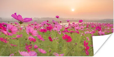Produktbild von MuchoWow® Poster Blumenwiese - Rosa - Mohnblumen 40x20 cm - Poster für die Wand - Poster Schlafzimmer
