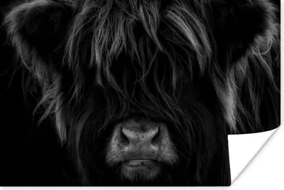 Produktbild von MuchoWow® Poster Schottischer Highlander - Kuh - Schwarz - Weiß - Porträt 180x120 cm - Fotoplakat