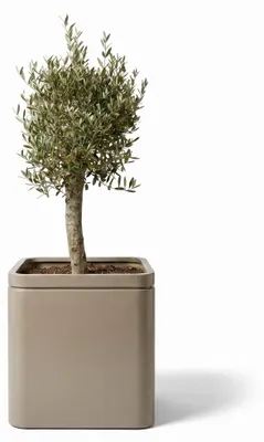 Obrázok produktu pre Olivovník v kvetináči z pozinkovanej ocele Provencelia Šampanská, Ø60 cm x H60 cm