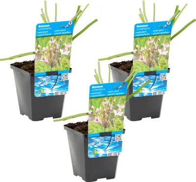 Produktbild von 3er-Set Butomus Umbellatus, Schwanenblume, 10-20 cm, Topf 9 cm
