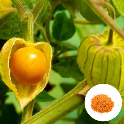 Obrázok produktu pre Semená Physalis Peruviana - balenie 10 ks - Bohatá na vitamíny - Machovka peruánska - Exotické