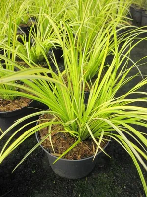 Produktbild von Grasartiger Kalmus Oborozuki - Acorus gramineus - Moskitogras