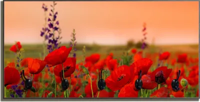 Produktbild von Wallario Flurgarderobe Wandgarderobe aus Holz, mit 5 Haken, Größe 80 x 40 cm, Motiv Mohnblumen auf dem Feld