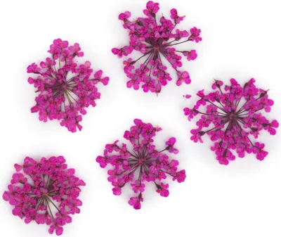 Image de MollyLac - Fleurs séchées pour ongles, rose pêche, 5 pièces
