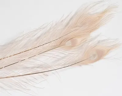 Produktbild von Pfauenfeder, gebleicht, 1 Stück, Größe ca. 90-100cm | Weiße Pfauenfeder
