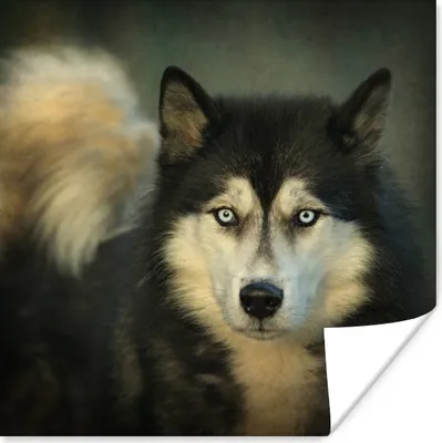 Produktbild von MuchoWow® Poster Husky schaut in die Kamera 100x100 cm - Babyzimmer