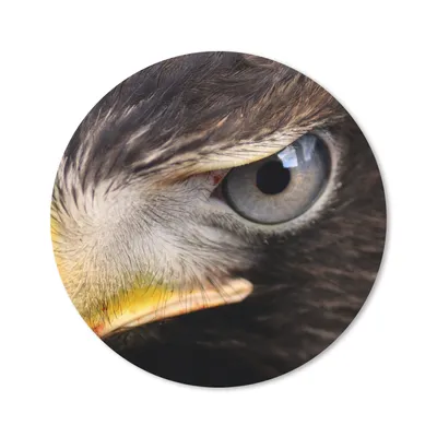Produktbild von MuchoWow® Mauspad Mousepad Nahaufnahme eines Raubvogels 50x50 cm - Mousepads - Maus Mat - Pad - Mausunterlage - Vinyl