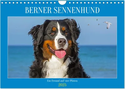 Produktbild von Berner Sennenhund - Ein Freund auf vier Pfoten (Wandkalender 2025 DIN A4 quer), CALVENDO Monatskalender