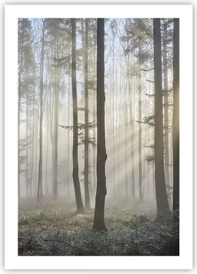 Produktbild von Poster - Poster ohne Rahmen - Wald Baum Natur - 50x70 cm - Wand Bild - Wanddeko - Wandbilder - Kunstposter - Wandposter - Bilder - Kunstdruck - Wanddekoration - Wandbild - P2XPA50x70-3749