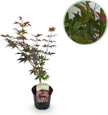 Image de Érable japonais Acer palmatum Atropurpureum, plante de balcon violette, Ø19cm