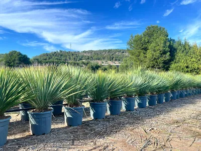 A row of potted Yucca Rostrata plants in a nursery or garden center, with a hilly landscape and blue sky in the background.