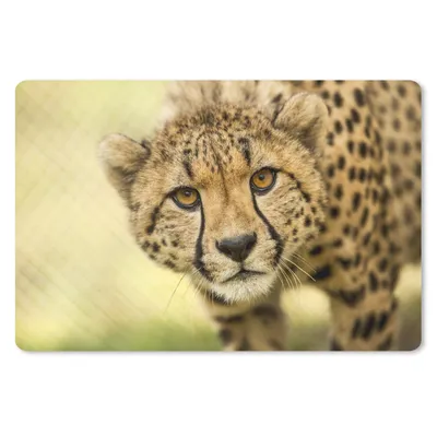 Produktbild von MuchoWow® Mauspad Mousepad Leopard - Gepard - Tier 27x18 cm - Mousepads - Maus Mat - Pad - Mausunterlage - Büroartikel - Desk Matten
