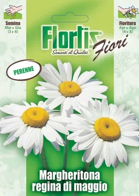 Produktbild von Margerite | Margeritensamen von Flortis
