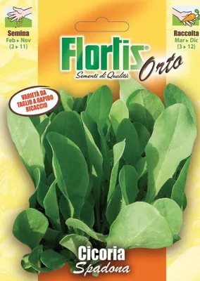 Produktbild von Blattzichorie Spadona | Blattzichoriensamen von Flortis