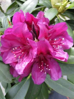 Produktbild von Rhododendron Hybride Polarnacht - Großblumige Alpenrose Polarnacht - 30 - 40 cm