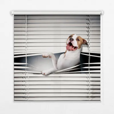 Produktbild von Seitenzug-Rollo Fensterrollo Jalousie - Lichtdurchlässig Springrollos - 90x240 cm - Hund