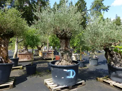 Produktbild von exakt dieser Baum Nr. D, 235 cm, Olivenbaum ' ' knorrige alte urige Olive winterhart