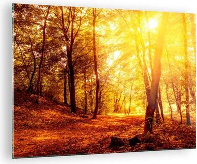 Produktbild von Bilder auf glas - Wald Baum Natur - 70x50cm - Glasbilder - Wandbilder - Kunstdruck - zum Aufhängen bereit - Wanddekoration aus Glas - Glas Bilder - Wandbild auf Glas - Einteilig - GAA70x50-3722