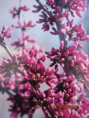 Produktbild von Hängender Judasbaum Covey - Cercis canadensis - 60-80cm