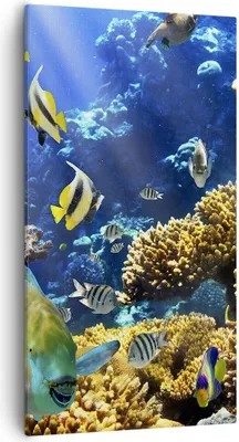 Produktbild von Bild auf Leinwand - Leinwandbild - Korallenriff Ozean Krabbe Fisch - 55x100cm - Wand Bild - Wanddeko - Leinwanddruck - Bilder - Kunstdruck - Leinwand bilder - Wandkunst - PA55x100-2662
