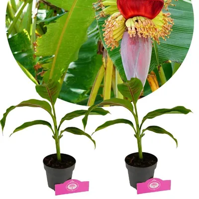 Immagine prodotto di Set di 2 banani resistenti - Musa sikkimensis 'Red Tiger' - altezza 40 cm - vaso da 12 cm