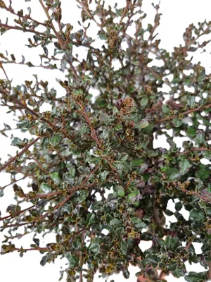 Immagine prodotto di Ceanothus fiore di sacco -Blue Sapphire- sempreverde 30 - 40 cm