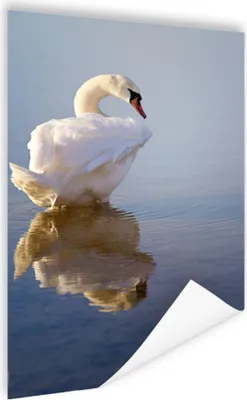 Produktbild von MuchoWow® Poster Schwan - Vogel - Wasser 80x120 cm - Papierdruck