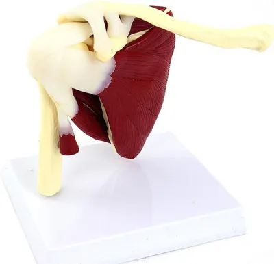 Produktbild von Schultergelenk Modell 1:1 - Anatomisches Schultermodell mit Bändern, Muskeln & Gelenkknochen, Lehr- & Praxismodell
