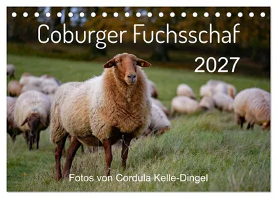 Produktbild von Coburger Fuchsschaf (Tischkalender 2027 DIN A5 quer), CALVENDO Monatskalender