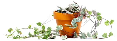 Produktbild von Gardners Ceropegia woodii Variegata, Durchmesser 6 cm