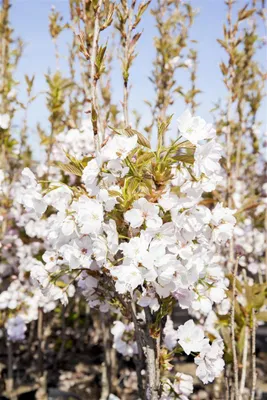 Produktbild von Prunus serrulata 'Amanogawa', Säulenkirsche, rosa Blüten, 60–100 cm