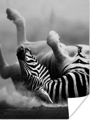 Produktbild von MuchoWow® Poster Zebra - Tiere - Schwarz - Weiß 60x80 cm - Schlafzimmer Dekoration