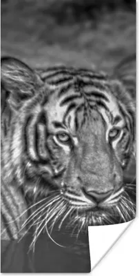 Produktbild von MuchoWow® Poster Tiger - Wasser - Schwarz - Weiß 60x120 cm - Wandschmuck