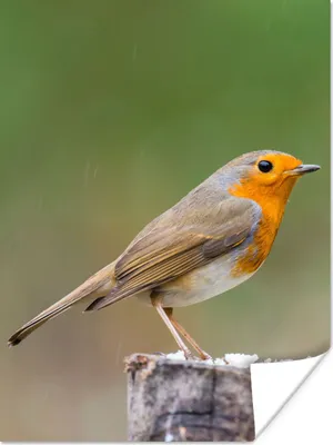 Produktbild von MuchoWow® Poster Tiere - Vogel - Rotkehlchen 30x40 cm - Wandplakat - Poster Kinderzimmer