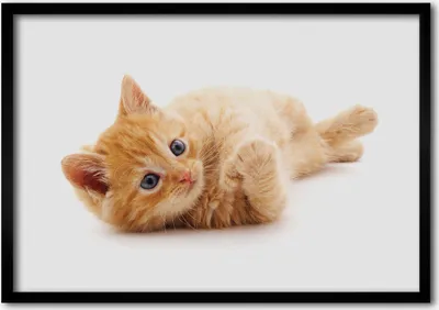 Produktbild von Bild - Bilder - Bilderrahmen - 70 cm x 50 cm - MDF-Rahmen, Wandkunst rote Katze