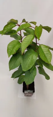 Zdjęcie produktu dla Prunus avium 'Kordia' Wiśnia - Wysokość 100 cm - Doniczka 5 litrów
