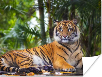 Produktbild von MuchoWow® Poster Tiger - Tiere - Wald - Dschungel 120x90 cm - Wandbild