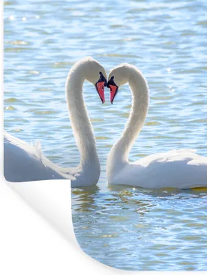 Produktbild von MuchoWow® Wandtattoo Wandsticker Wandaufkleber Vögel - Schwan - Wasser - Liebe - Sonne 90x120 cm Selbstklebend und Repositionierbar - Faltenfrei