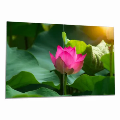 Produktbild von Wallario Herdabdeckplatte aus Glas, Größe 80 x 52 cm 2-teilig, Motiv Pinke Lotosblüte im Sonnenschein